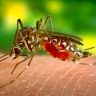 Anopheles
